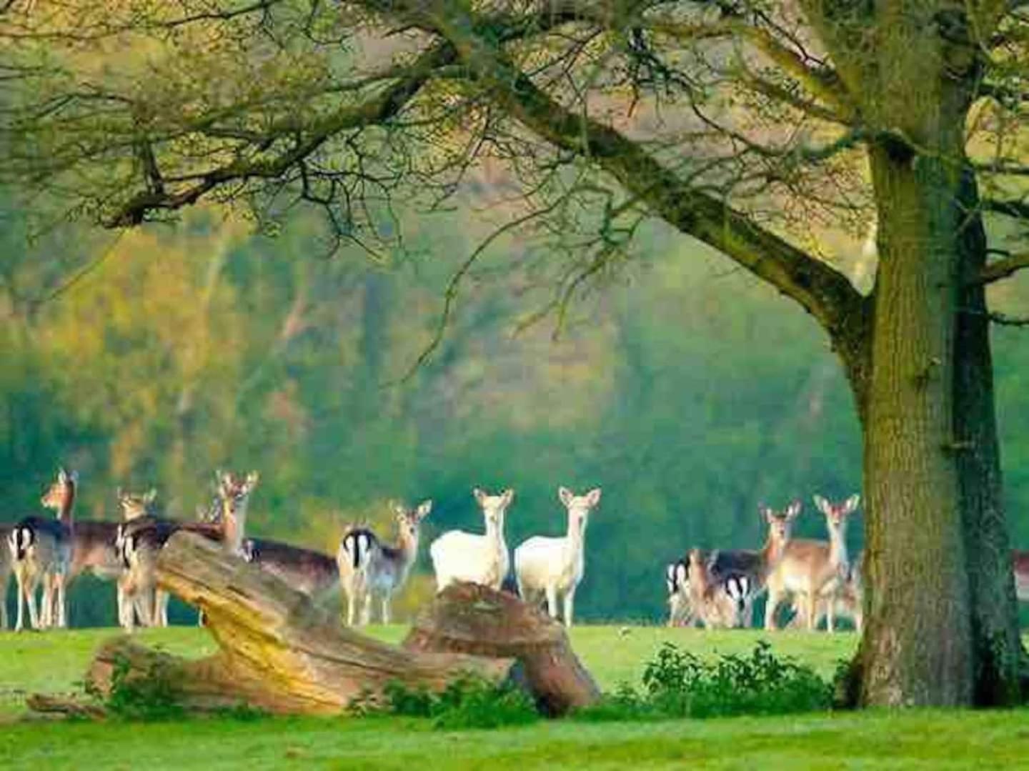 New Forest Retreat Shorefield Country Park 利明顿 外观 照片