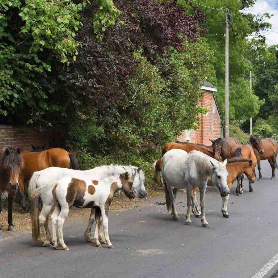 New Forest Retreat Shorefield Country Park 利明顿 外观 照片