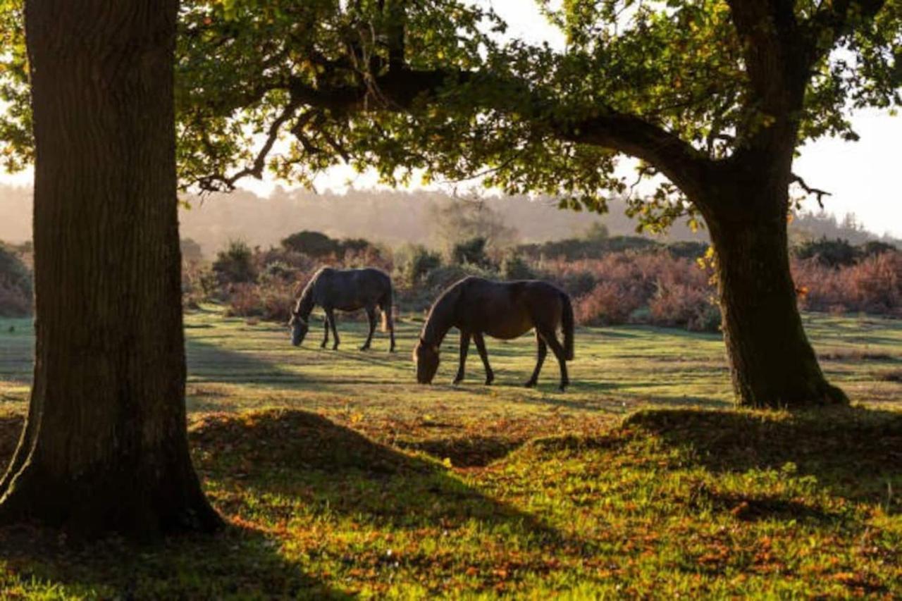 New Forest Retreat Shorefield Country Park 利明顿 外观 照片